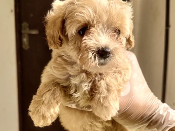 Maltipoo - toy Maltipoo  available for adoption in Dubai