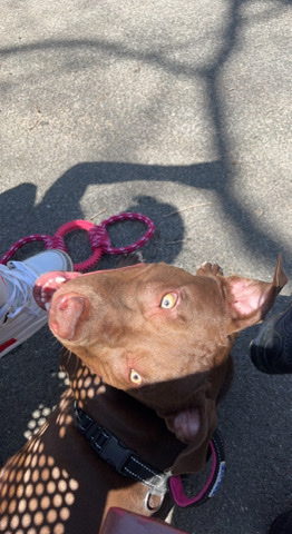 American Pit Bull Terrier – For sale