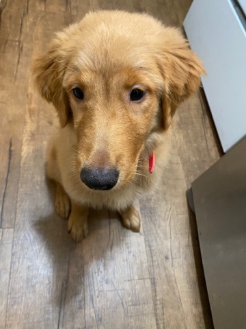 Golden Retriever – golden retriever for sell