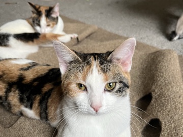 Calico twin kittens for adoption!