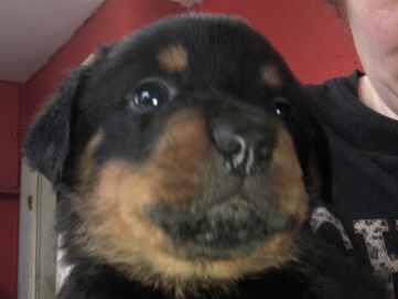 Rottweiler – Rottweiler puppies – Blackburn