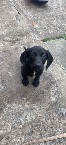 Dachshund – dachshund cross spaniel