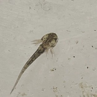 reptile – Axolotls