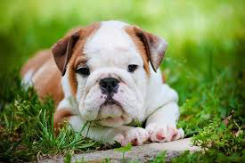American Bulldog – Dog for sell
