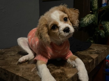 Cavapoo – Cavapoo puppy – New Brunswick
