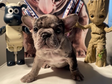 French Bulldog – Female Merle French Bulldog 9 weeks – Laurel