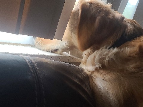 Golden Retriever β Golden Retriever Poodle mix