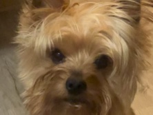 Rehome Yorkie