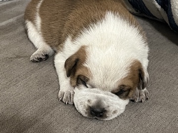 American Pit Bull Terrier – bagel – Gardena
