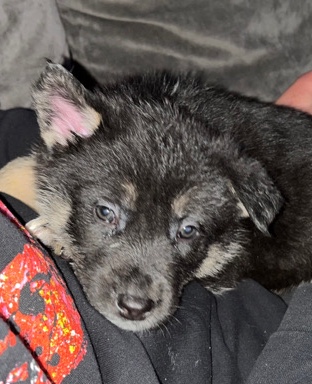 Akita – Shepkita Puppies (German Shephard & Japanese Akita