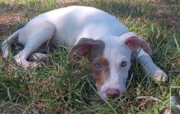 American Pit Bull Terrier – red nose