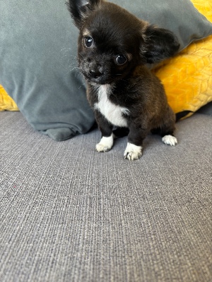 Chihuahua – Last chihuahua pup remaining long haired girl – Wolverhampton