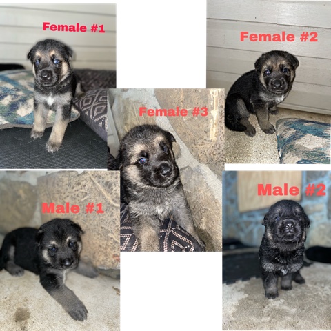 German Shepherd – German Shepherd Husky Mix Puppies