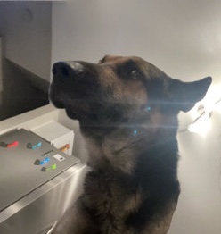 German Shepherd – German Shepherd for rehoming