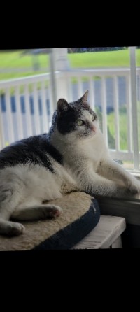house Cat