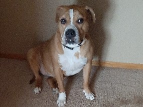 Mixed Breed – Rehome *Please – Sawyer