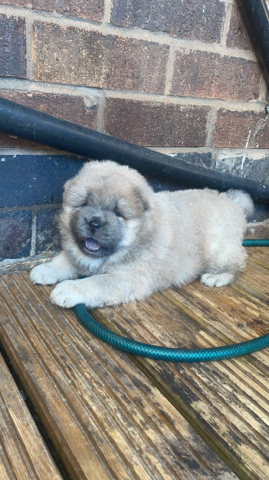 Chow Chow – KC registered chow chow puppies
