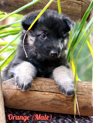 Old German Shepherd Dog – puppies