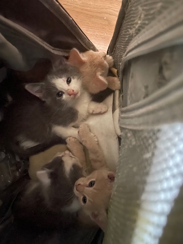 5 kittens