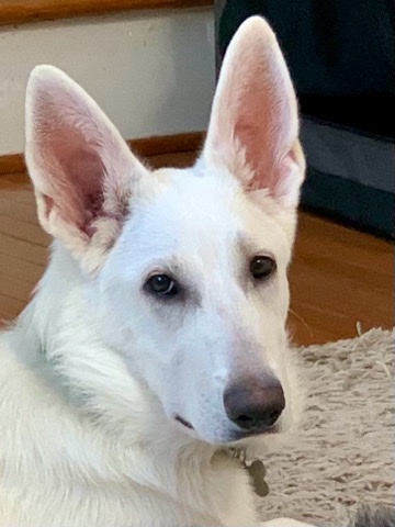(White) Pure Breed Female German Shepherd