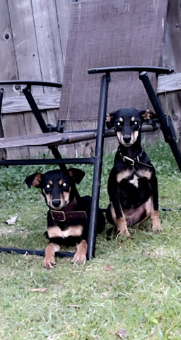pups for rehome