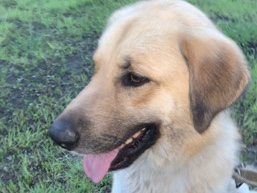 German Shepherd – German Shepherd Dog Available for Rehoming in Venus – Venus