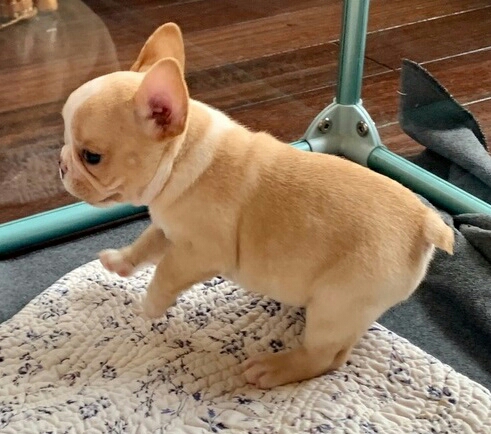 French Bulldog – Full breed French bulldog puppy name Jackson