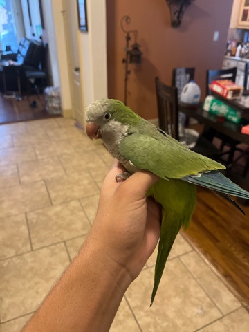 Quaker Parrot – PureBred Female Quaker