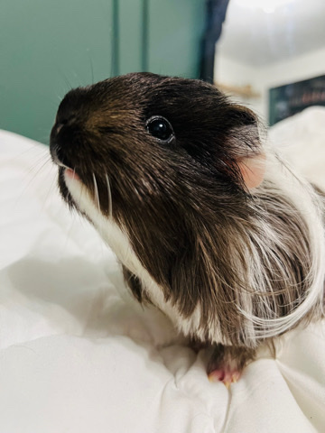 guinea pig – Rehoming my guinea pig