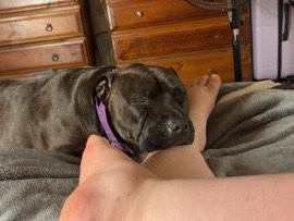 American Staffordshire Terrier – 2 yr old staffy
