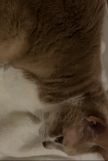 Cat for free