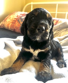 3 beautiful Sproodles looking for their forever home.. 