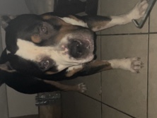 American Bulldog – xxl tri colored Bully – El Reno
