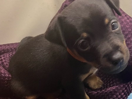 Miniature Jack Russell 