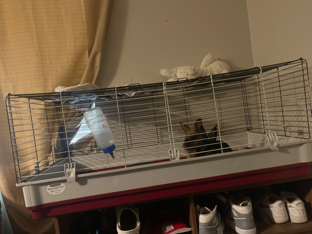 rabbits for sale