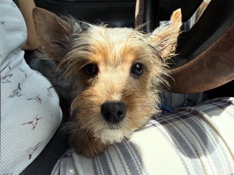 Yorkshire Terrier – yorkie puppy! – Nashville