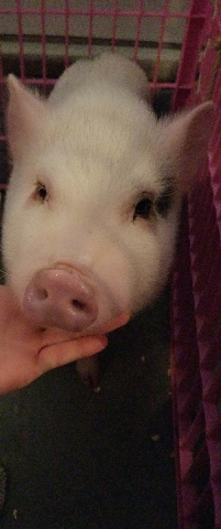 TeaCup Pig