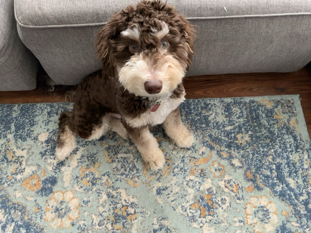 rehoming our mini bernedoodle 