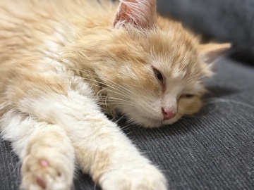 Persian (Traditional) – Adorable Traditional Persian Kitten – 2 Months Old – Hyderabad – Hyderabad