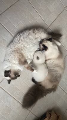 Ragdoll – Beautiful and adorable life company – Reston