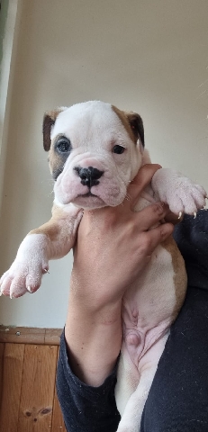 Bulldog – alapaha blue bulldog