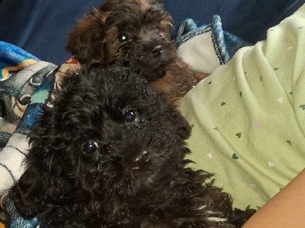 Goldendoodle – 2 month old puppies – Harrison