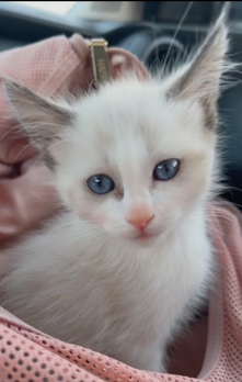 Ragdoll – Ragdoll/Siamese Kitten