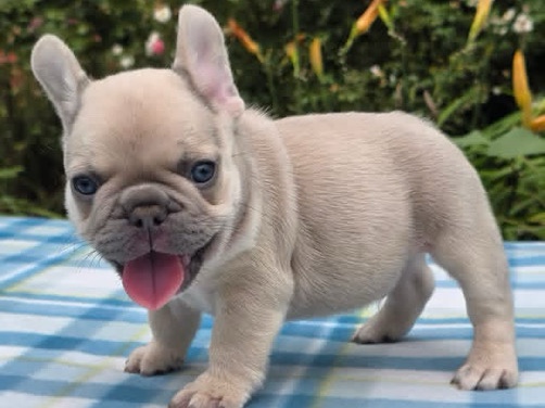 French Bulldog – French bulldog puppies puppies Available – Zurich
