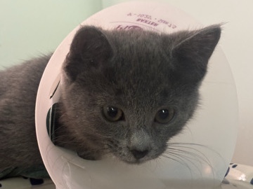 American Shorthair – two cats – Fort Mill
