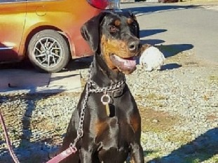 European Doberman Pinscher 