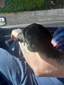 American Pit Bull Terrier – 12 week old terrier