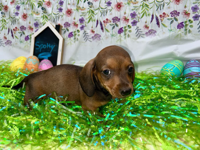 Dachshund – Mini Dachshund – Tavares