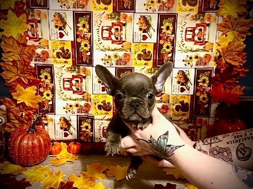 French Bulldog – Cedric – Anna