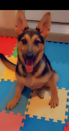 German Shepherd – Rita
